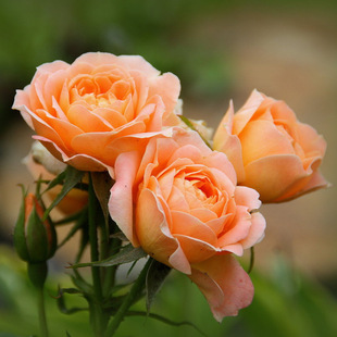 �໨�ٱ��¼������༾���W���¼��໨�NޱСŮ����Ů���ٲʺ��¼�