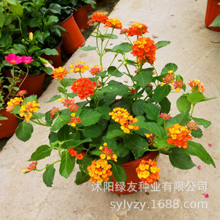 批发五色梅种子五彩花五雷丹五色变色草马樱丹臭草七姐妹种籽