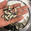 淡水大白鲫魚苗批發優質東北鲫魚苗批發異育銀鲫魚出售