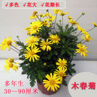 �Ĵ��ر���ľ�Nֲľ���լ�������ľ���m�����S����^�����Gֲ��