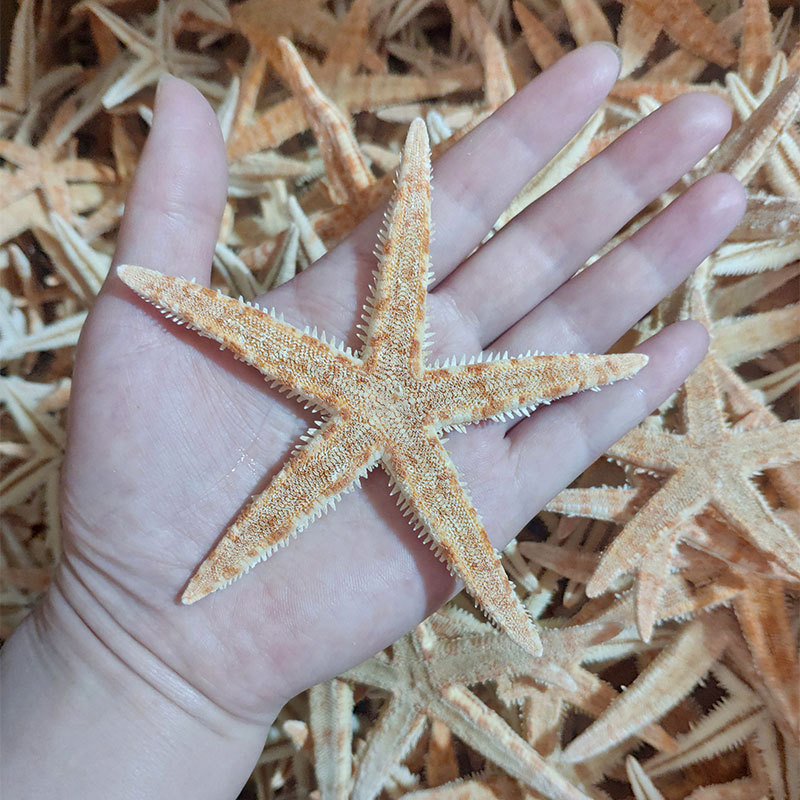 5-7 Starfish