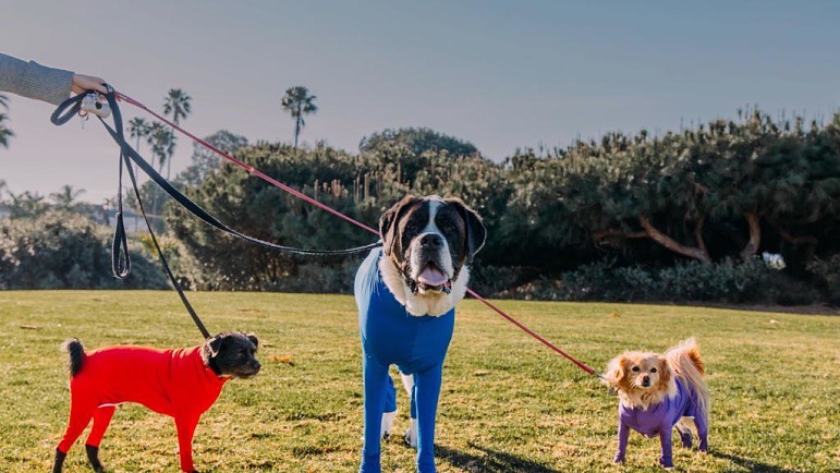 Décontractée Polyester Couleur Unie Vêtements Pour Animaux De Compagnie display picture 1