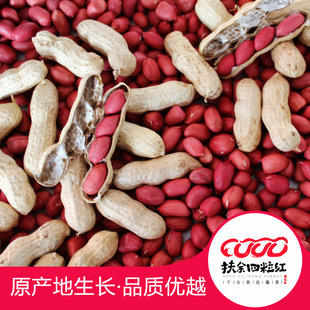 Четыре сторона красного арахиса в Fuyu 2022 Новые товары с ракушками красные, красные кожа