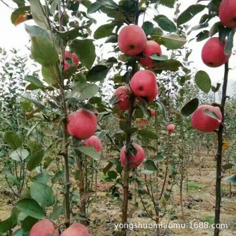 微信图片_2018061915455815