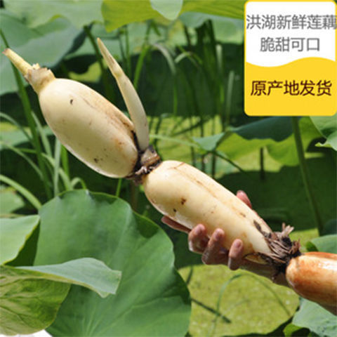 (fresh Lotus  Hubei specialty Honghu fresh Lotus Abalone Lotus Honghu Acres
