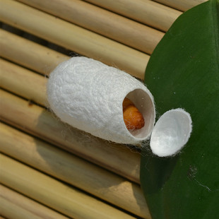 Шелкочный кокон раковина шелк Silk Ball Mulberra