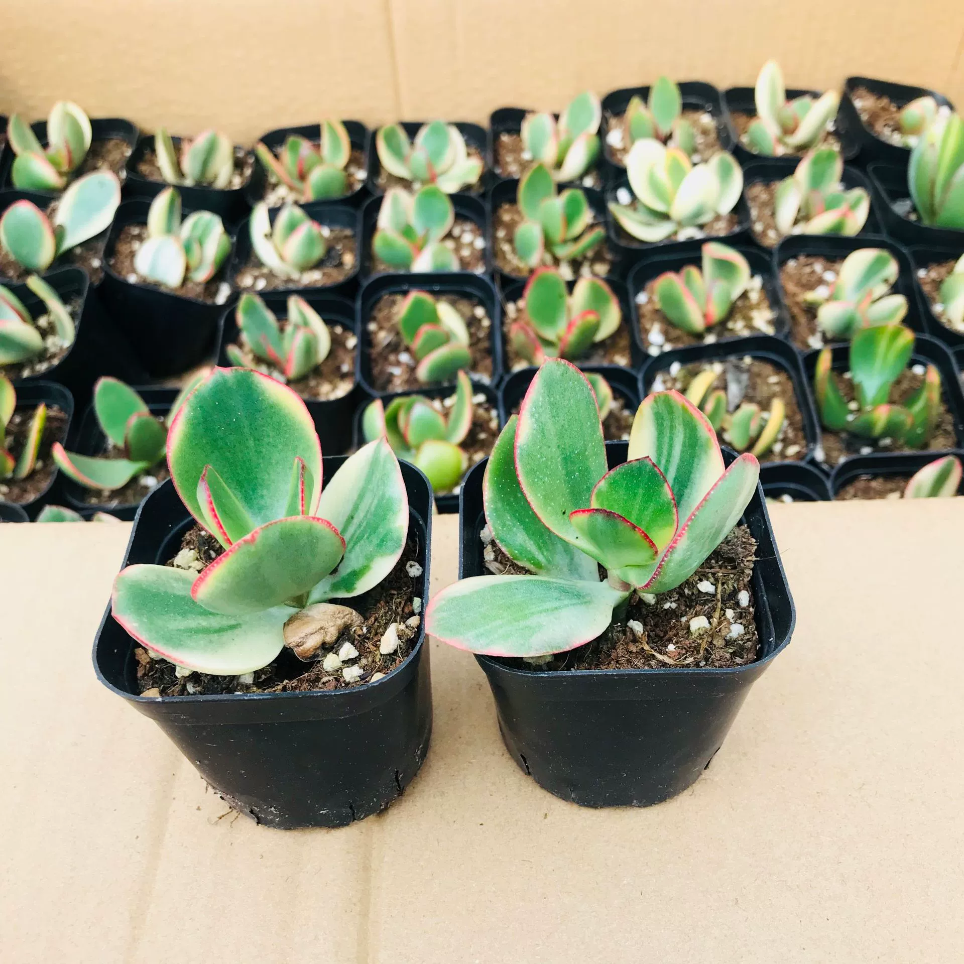 Продажи теплиц Мясистые растения Новый цветок Луна Джин Мэн Мясо Маленькие растения в горшках Крытый офис Рабочий стол Комбинация Мэн Веселые растения