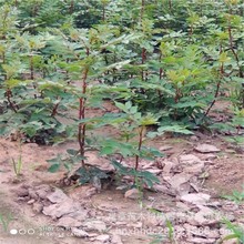 批发销售大红袍/狮子头 花椒树苗 足章苗木种植西华县家庭农场