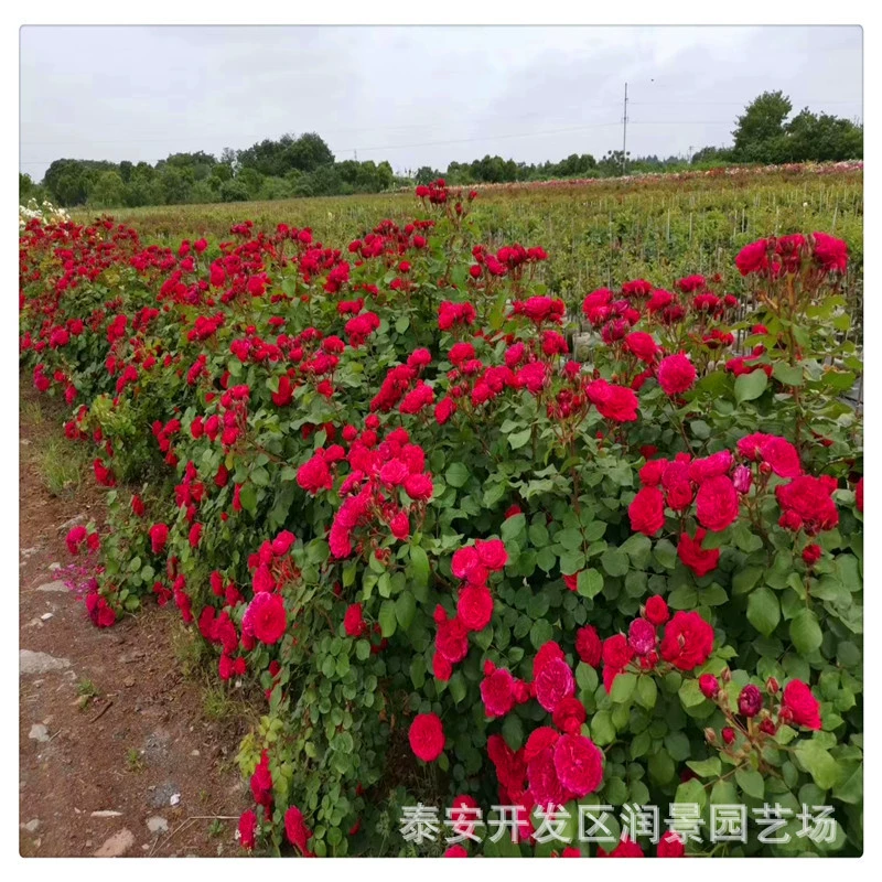 Восхождение Лоза Роза саженцы цена Лоза Роза саженцы оптом миску питания розовые саженцы питания