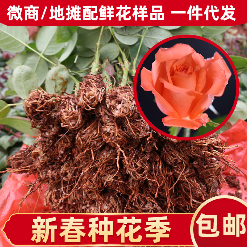 精品玫瑰鮮切花種苗豔粉綠化工程盆栽苗 大花月季小苗 基地供應