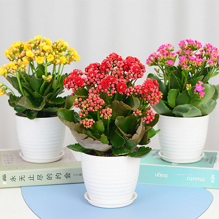 Kalanchoe indoor Flower seedlings Bud Flower Botany balcony Green plant Four seasons Bloom Clean air