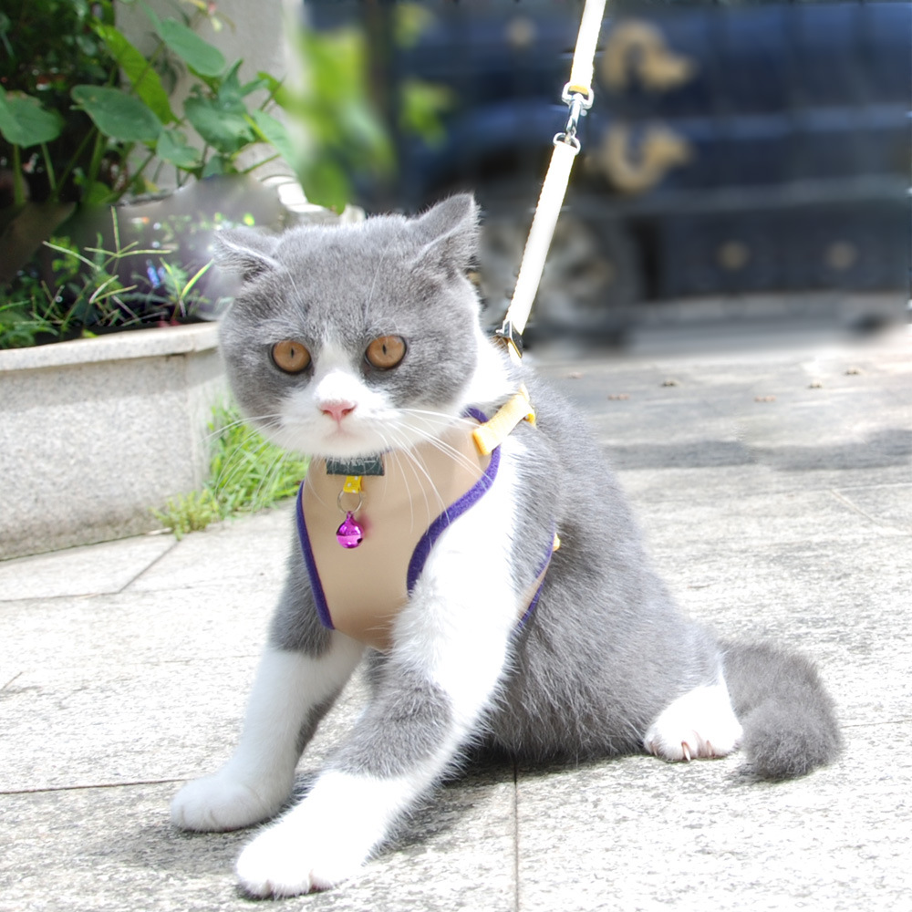 猫护体3