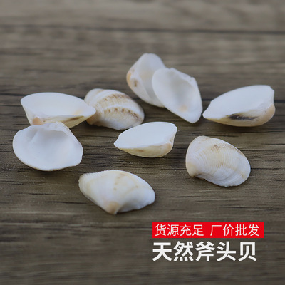 批发天然贝壳小海螺扁耳贝水族鱼缸装饰DIY贴墙配件材料工艺饰品
