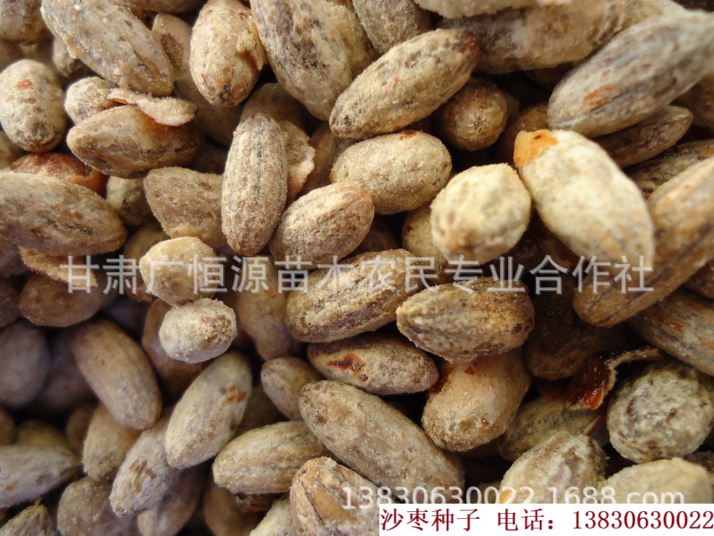 出售沙枣种子精选优质沙枣树籽种苗圃育苗精品沙枣树苗种子