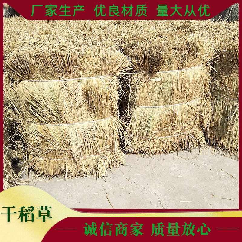 [Dry Straw] Rice Straw Tomozi Desert Greening Straw Bundling Straw Dry Straw for Agricultural Insulation Greenhouse