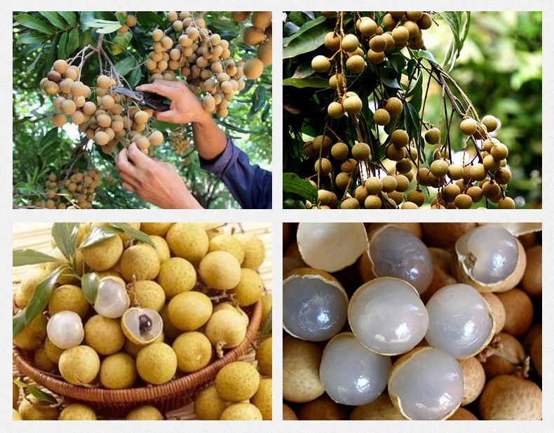 Dried Longan Fruit Meat Gui Yuan 500g Seedless Pitted Herbal Tea and Soup Ingredient preparation