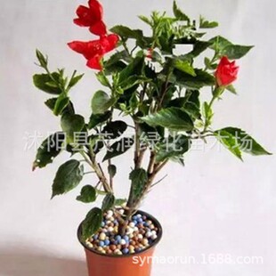 ͥԺ���� �����^��ֲ�� ��ɣ�� �oɣ�� 3-4�������w