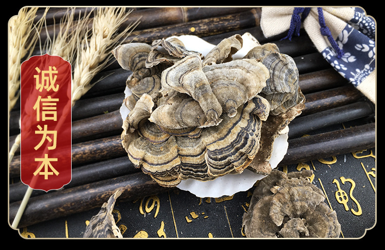 Yun Zhi Coriolus Mushroom Dried Cloud Polypore Slices Traditional Herbal Decoction Ingredient 500g in use