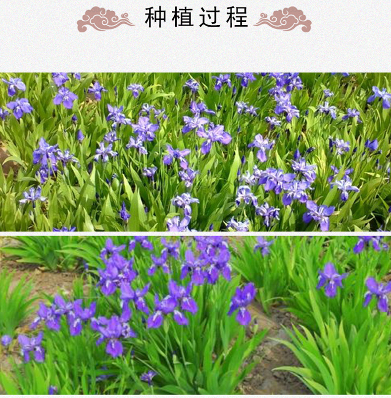Butterfly Pea Flower Tea Dried Whole Blossoms Butterfly Pea Flower 500g Bulk Herbal Tea specifications