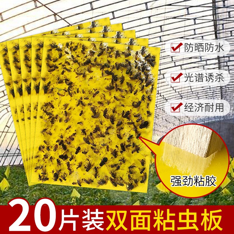 粘虫板果蝇粘虫胶带粘虫纸板驱灭蚊粘蚊虫黄板果园双面粘虫板