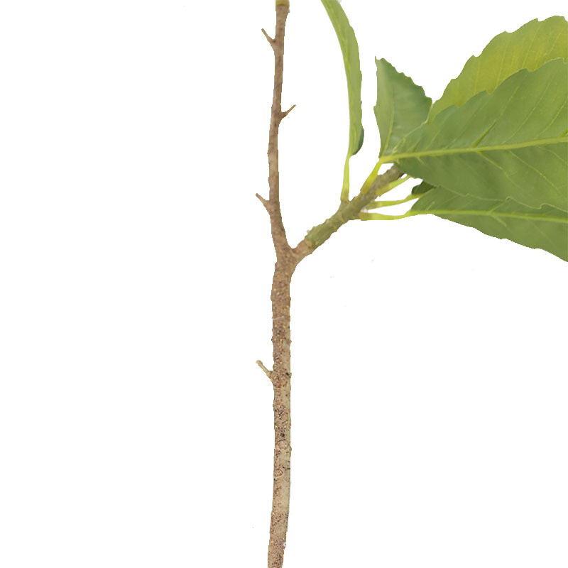 XRB-132 锯齿佛塔叶5.jpg