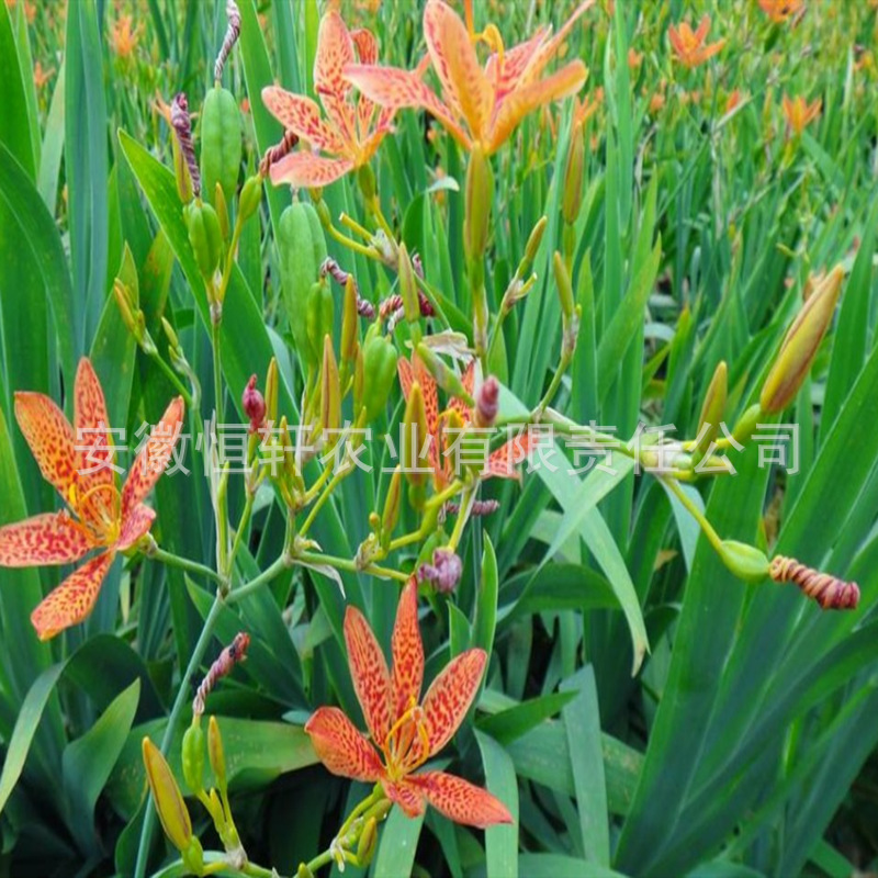 QQ图片20200207095754