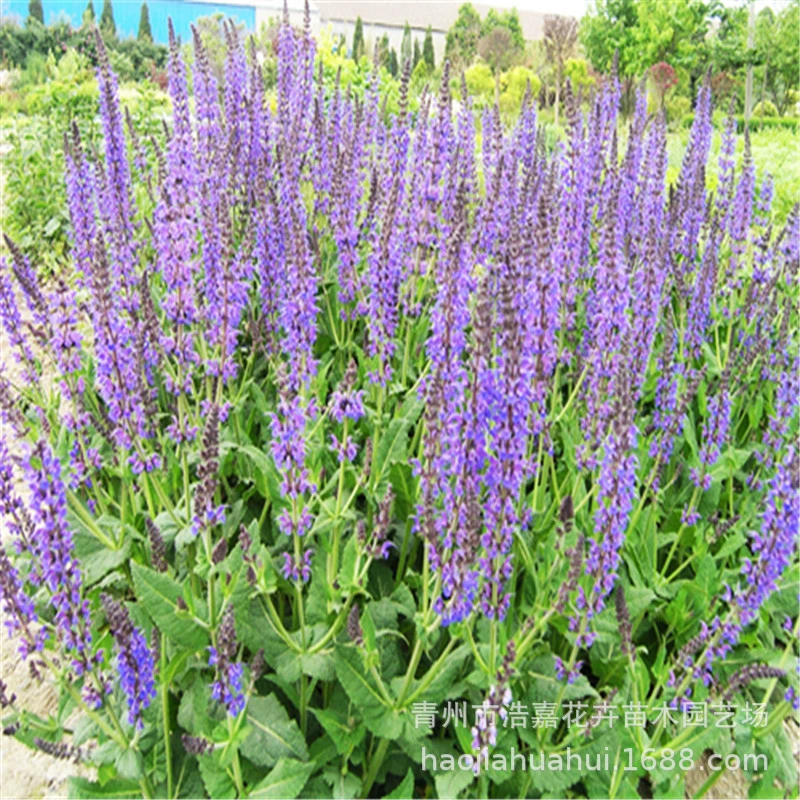 Саженцы цветов шалфея, мексиканский шалфей в горшках, проект саженцев, цветы и растения для Дня народного единства и весеннего фестиваля