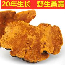 桑树桑黄 西藏桑黄 非长白山非暴马桑黄整支灵芝送枸杞茶