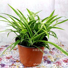 ���l������߅���ĵ��m ���Ի��� ���ռ�ȩ ������ֲ�� �҃�����