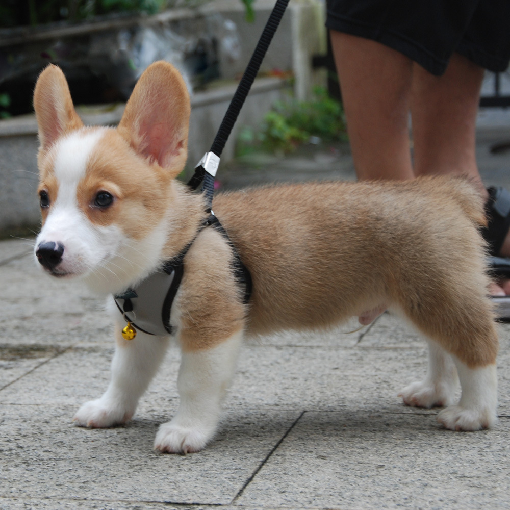 pet products harness vest mesh