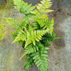 Base direct -batch fern plant Fu's fern fern fern fern and rainbow fern micro -landscape plant wall green plants