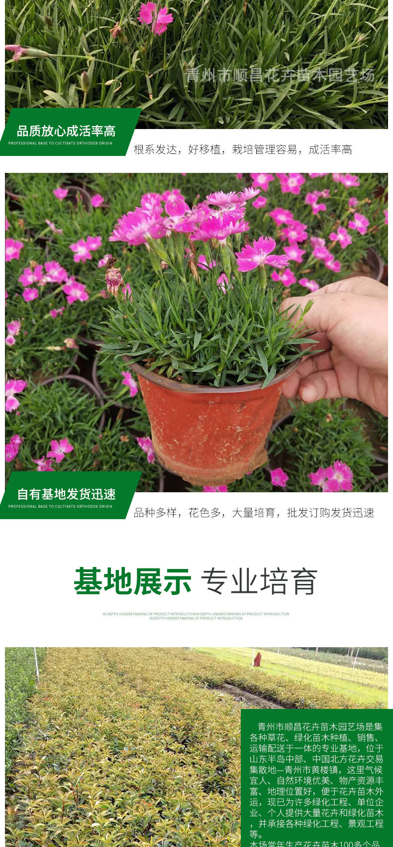 欧石竹详情_04.jpg