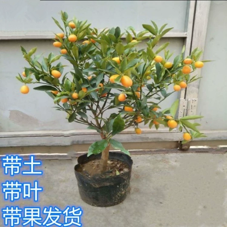 Кумкват Рассада в горшке Золотой мармелад Бонсай Четыре сезона с фруктами Золотой апельсин Вечнозеленый Посадка в помещении и на открытом воздухе Съедобное апельсиновое фруктовое дерево