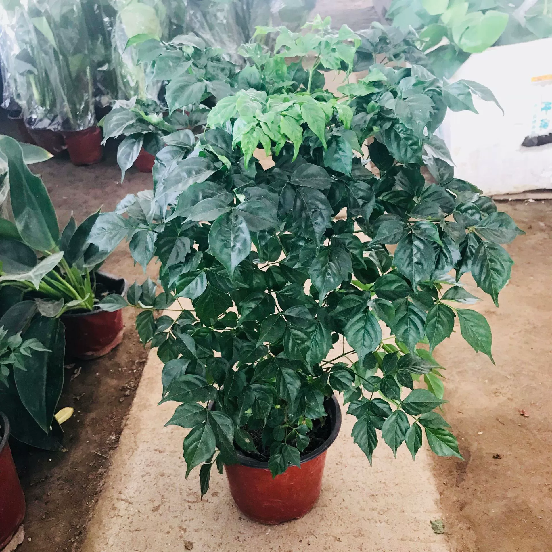 Внутреннее зеленое растение Горшечное растение Все сезоны Вечнозеленое очищенное воздух Гостиная Балкон Маленькое и среднее зеленое растение Happy Tree Большое количество Отлично