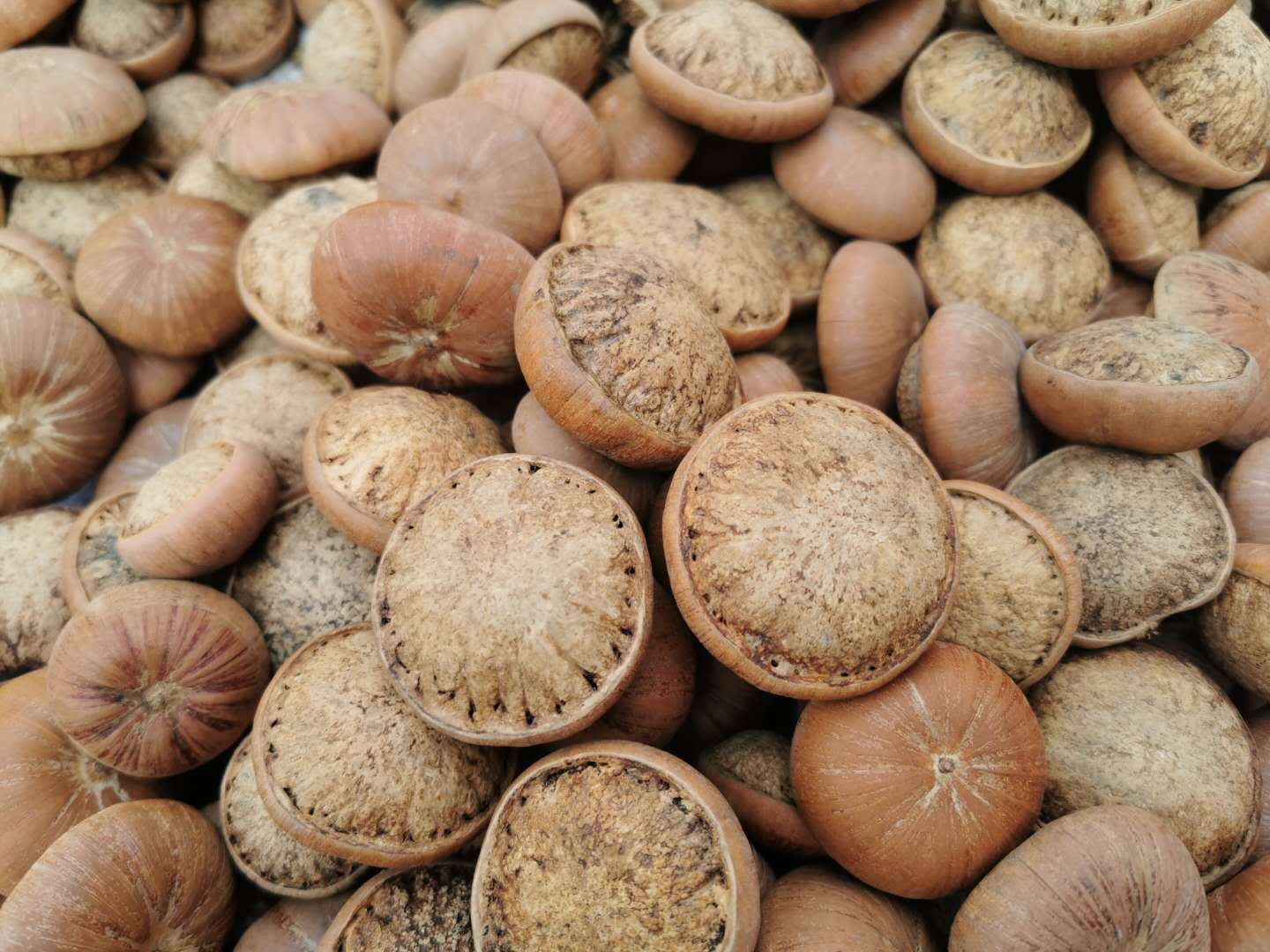 Feng Liu Gu Dried Whole Fruit 500g Traditional Herbal Decoction Ingredient for Cooking and Wine Infusion specifications