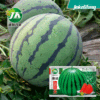 Manufacturers supply lazy Land Land King Watermelon Seeds Kirin Gourd Spring and Summer Fruit Seeds wholesale super beet seeds