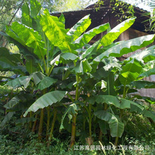 公园球根观赏性植物绿化树苗保湿非香蕉裸根不带盆大叶芭蕉树苗