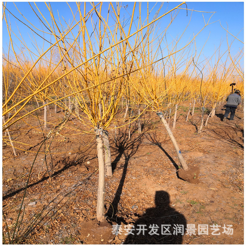 求购8公分9公分10公分15公分高杆嫁接金枝槐树苗 黄金槐树苗价格-阿里巴巴