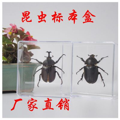 已展姿真昆虫标本展示盒儿童教学教具甲虫天牛送小朋友礼物|ru