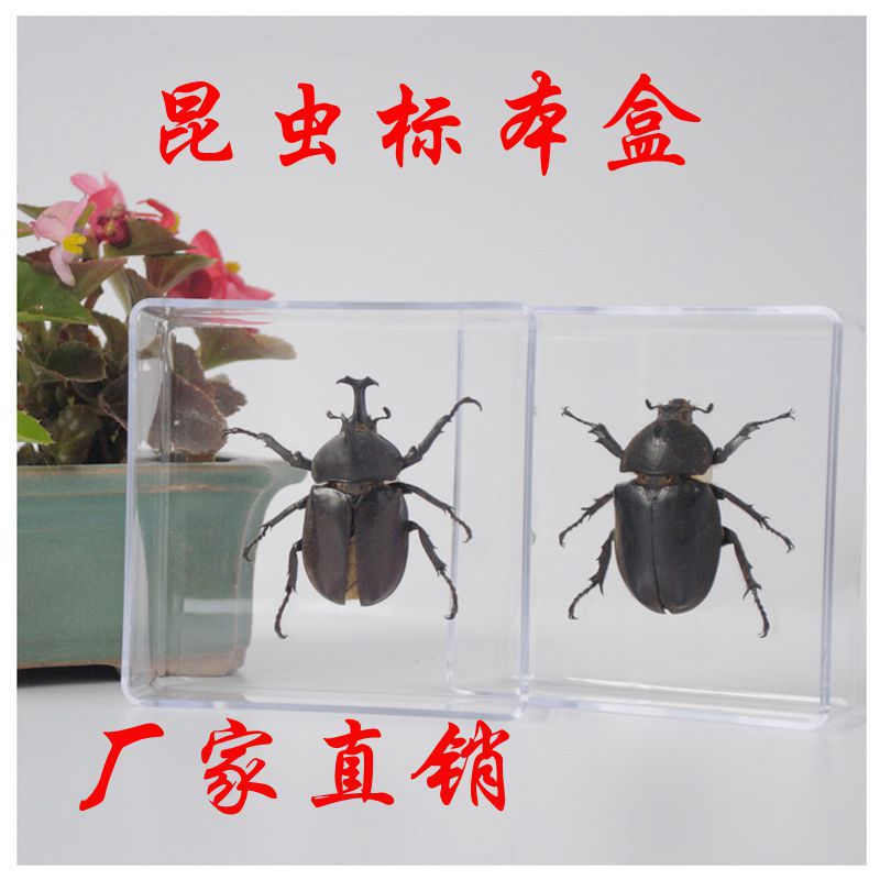 已展姿真昆虫标本展示盒儿童教学教具甲虫天牛送小朋友礼物|ru