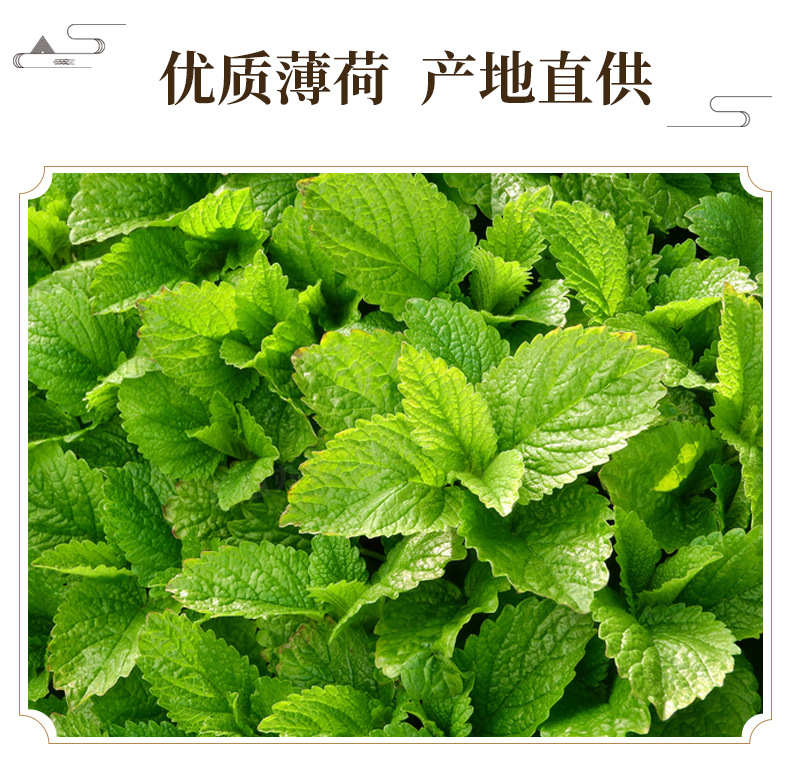 Dried Mint Leaf Tea Bo He Ye Loose Herbal Tea 500g Bulk Cooling Refreshing Brew overview