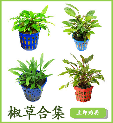 椒草合集详情页链接使用1