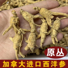 加拿大软支西洋参原丛产地直供花旗参粒头整支现货批发西洋参段