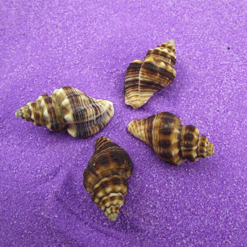 红螺 天然海螺贝壳 园艺水族装饰摆件收藏 菲氏旋螺织纹螺