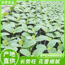 葫芦砧木嫁接西瓜苗 早熟品种园林植物苗 8424四季南方秧盆栽