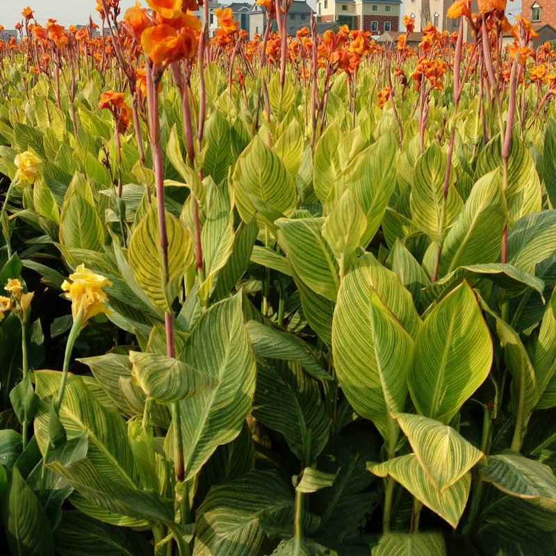 Оптовая водной мозаики Канна питомник оптом водно-болотных угодий парк водных растений