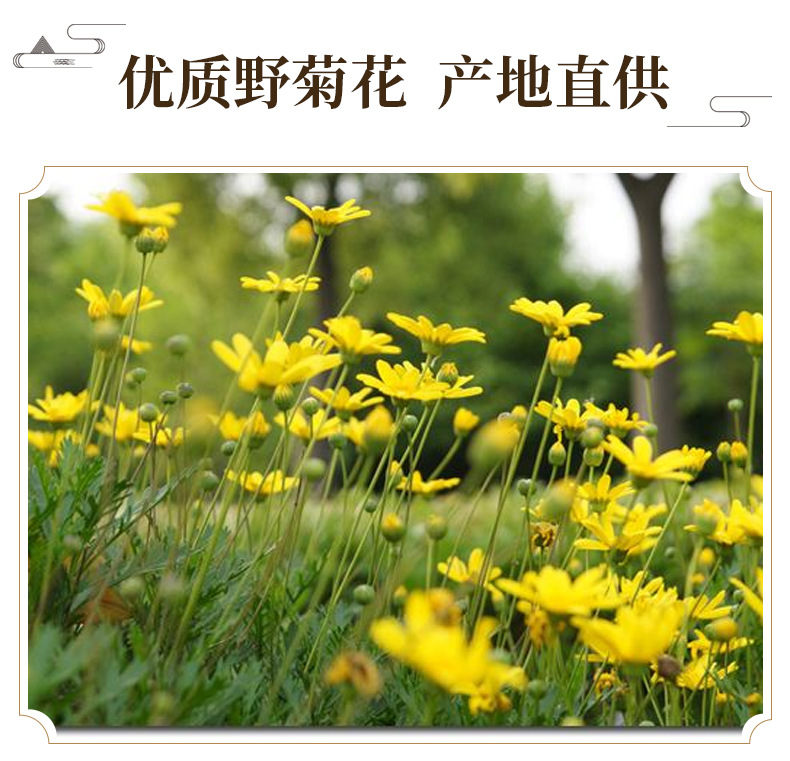 Wild Chrysanthemum Ye Ju Hua Dried Flower Buds 500g Bulk Herbal Tea Ingredient key features