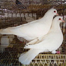 河南河北肉鸽养殖基地出售白羽王种鸽|落地王种鸽