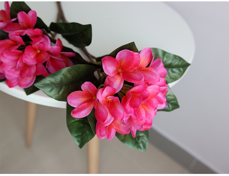 Plumeria3.jpg