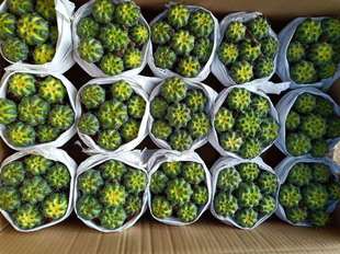 ������ֱ��������ֲ�ﻨ�� С���Ի��ܾGֲ������ ���^�ƻ����\